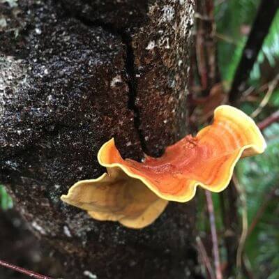 false turkey mushrooms