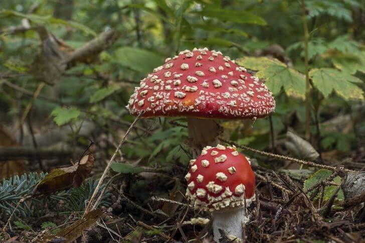 Fly Agaric 