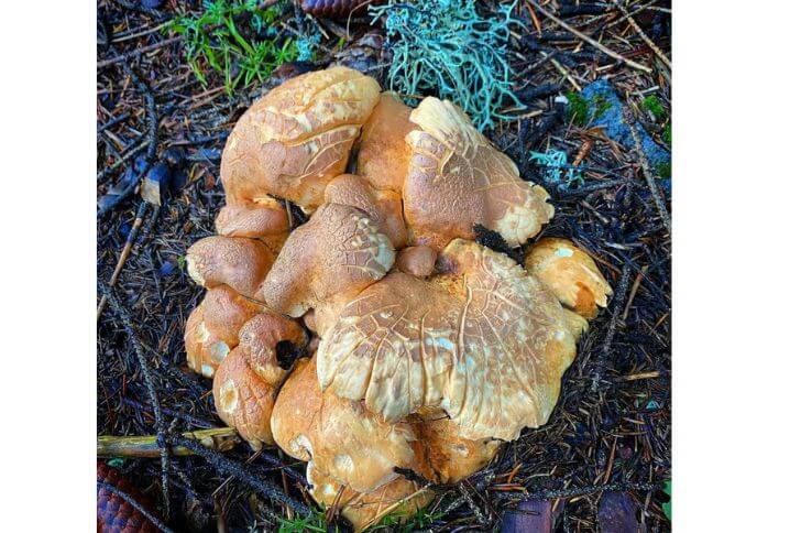 Fused Polypore