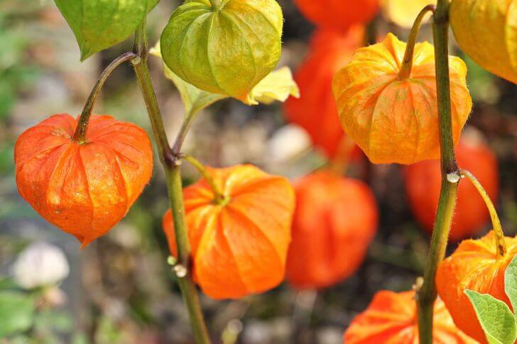 Gooseberries