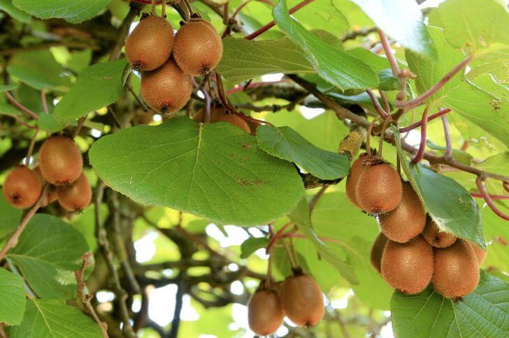 Hardy kiwi