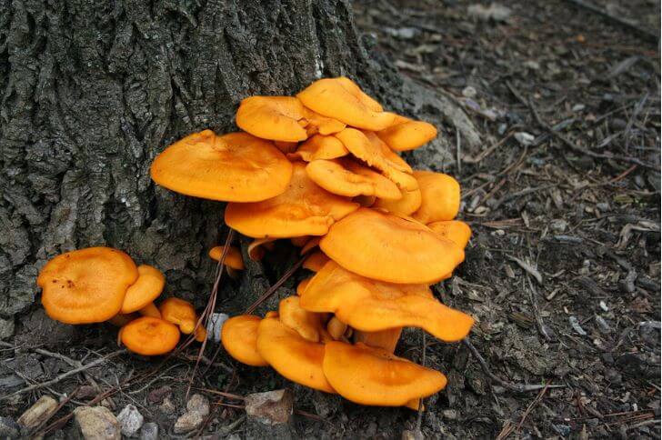 Jack-o-lantern Mushrooms 