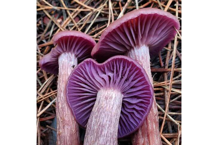 Laccaria Amethysteo-occidentalis