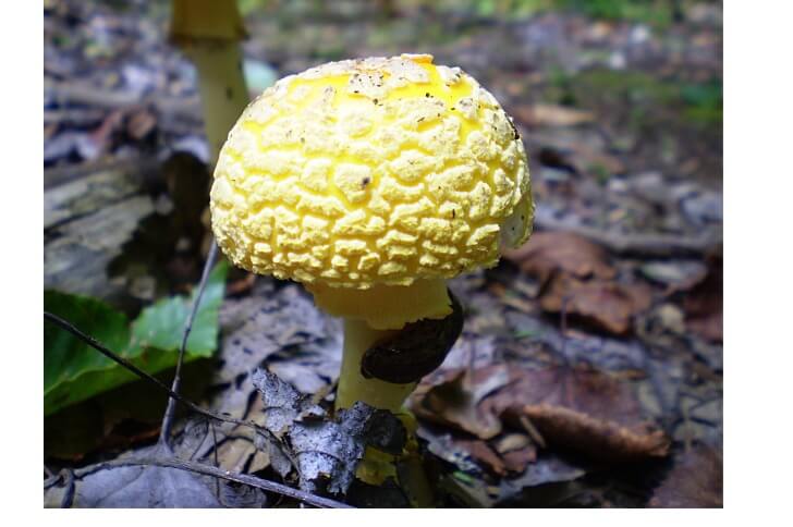 Leucocoprinus birnbaumii