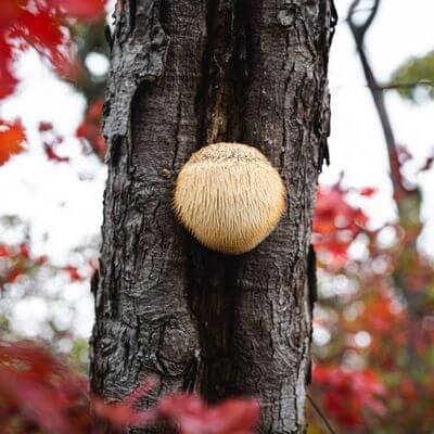 Lion’s Mane