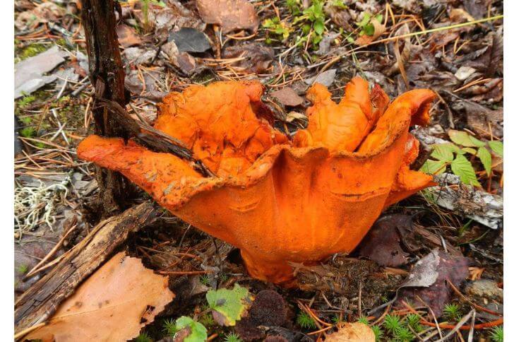 Lobster mushrooms