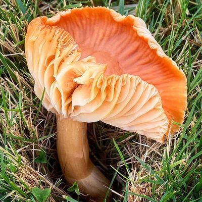 Meadow Waxcap