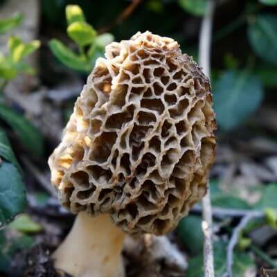 Morel Mushrooms 