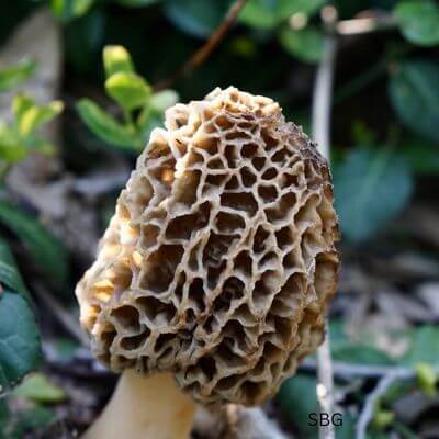 Morels