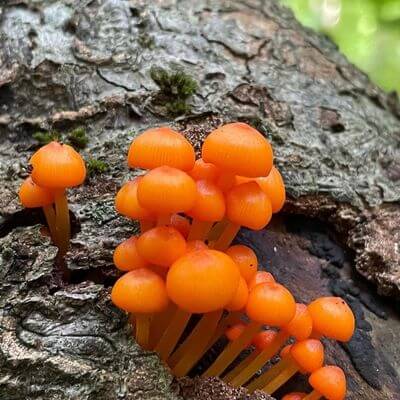 Mycena leaiana