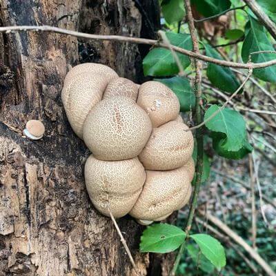 Pear-shaped Puffball