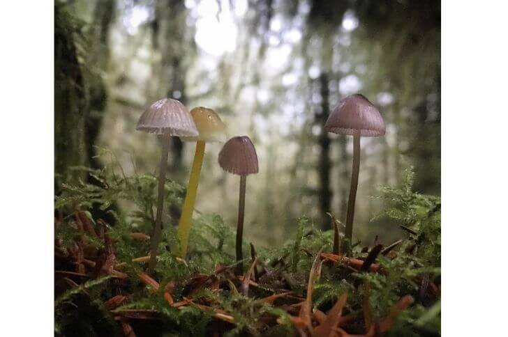 Purple Edge Bonnet Mushrooms