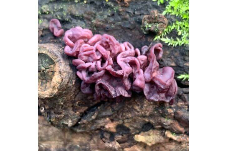 Purple Jellydisc Mushrooms