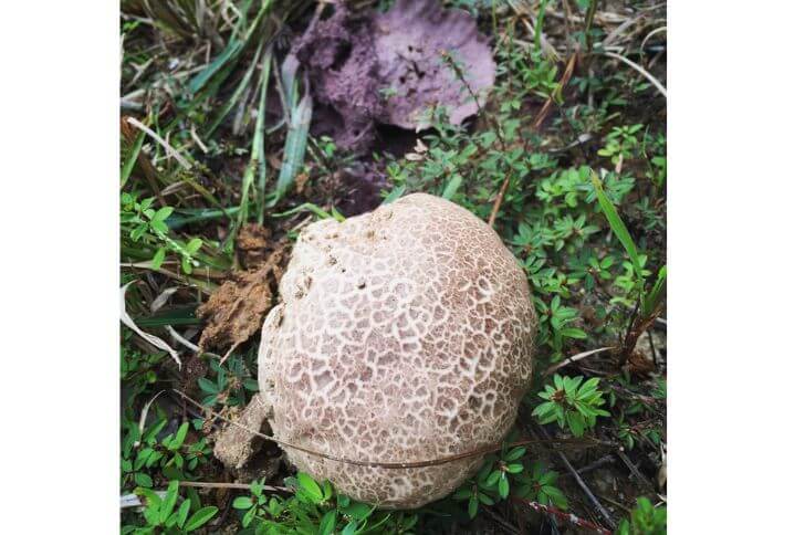 Purple spored puffball 