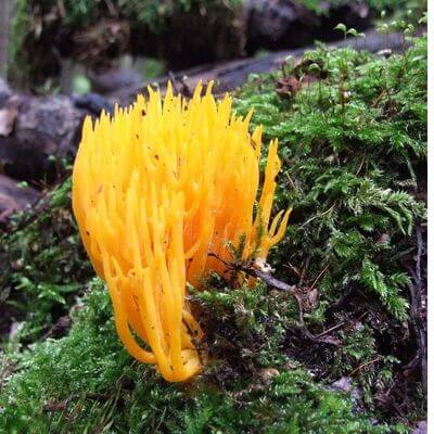 Ramaria aurea