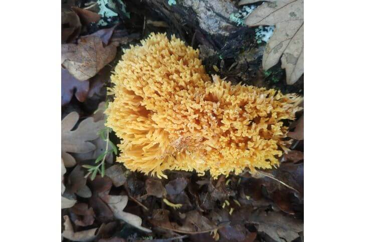 Ramaria largentii