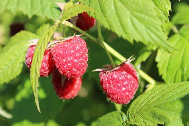 Raspberries