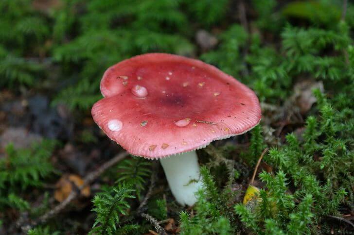 Russula