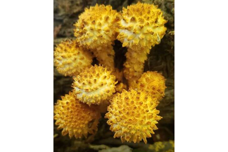 Scaly Pholiota