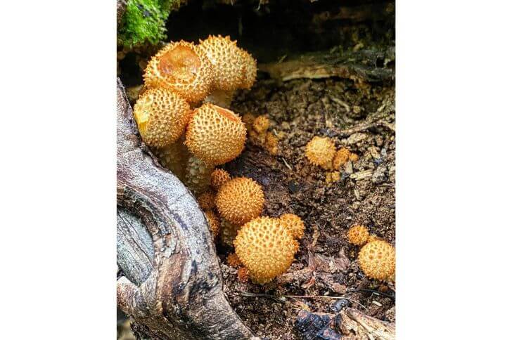 Scaly Pholiota