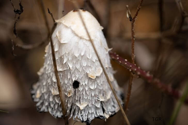 Shaggy Mane