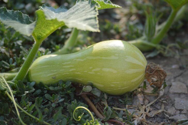 Squash
