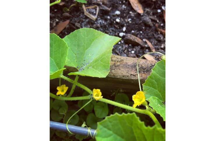 Sugar cube cantaloupe fruit plants