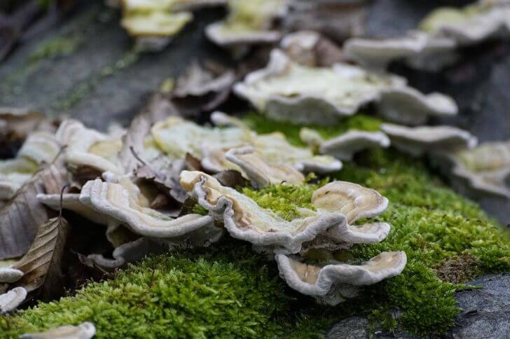 Trametes versicolor