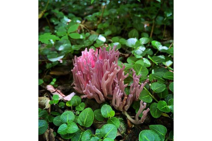 Violet Coral 