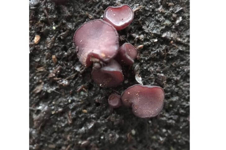 Violet Cup Fungus 