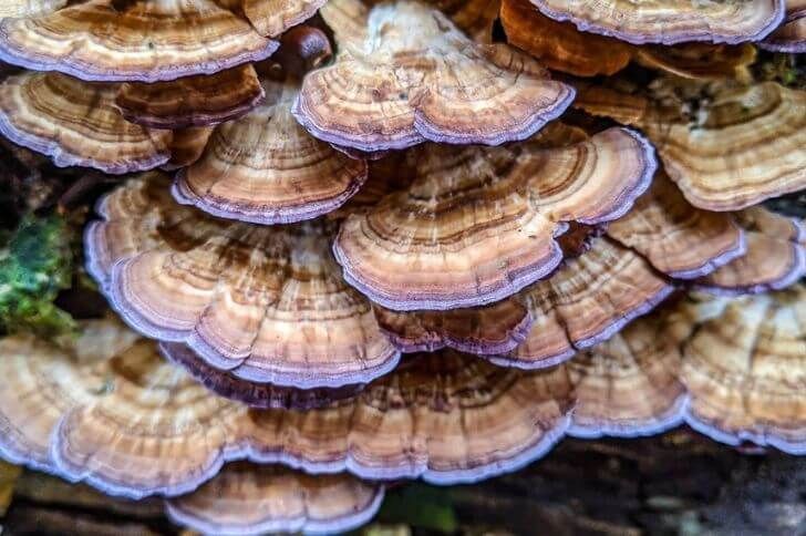 Violet-toothed Polypore