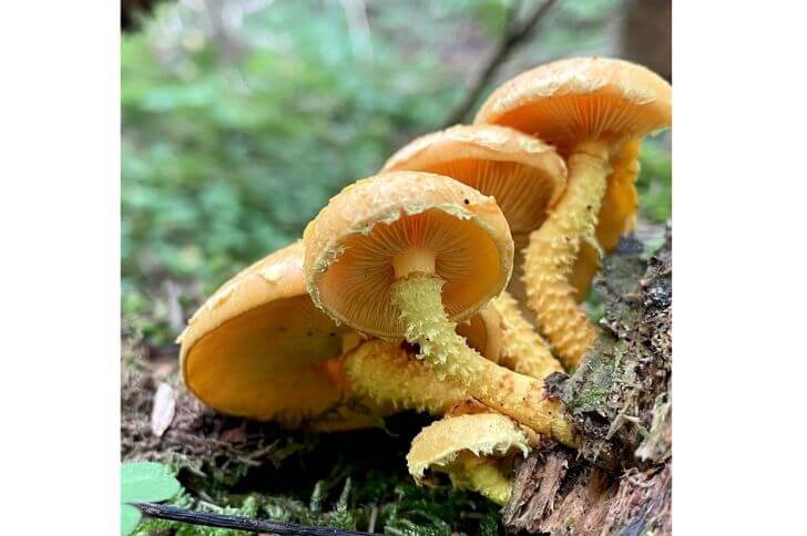 Yellow Pholiota