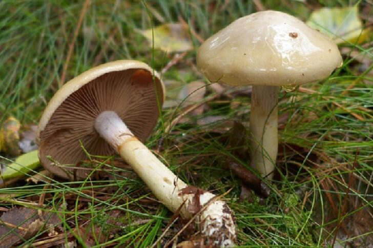 Yellow Webcap Mushrooms