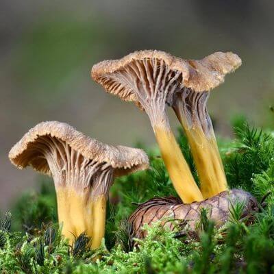 Yellowfoot Mushrooms