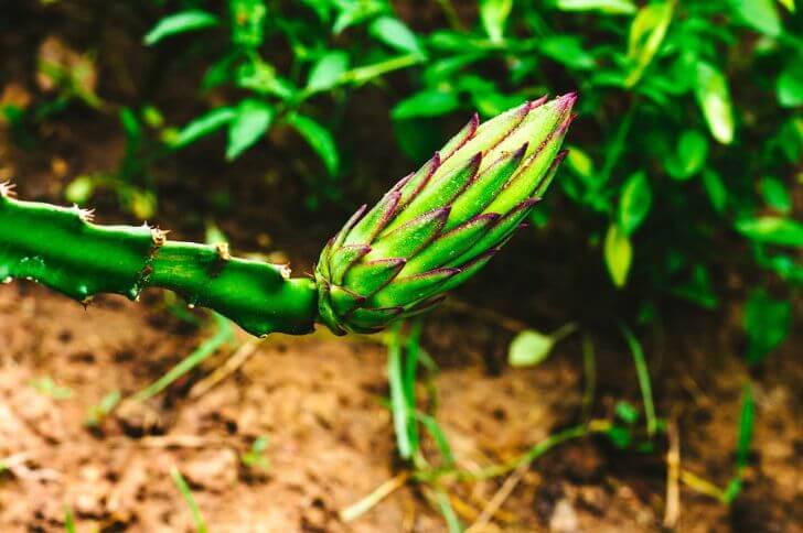 dragon fruit