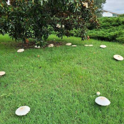 fairy ring mushrooms