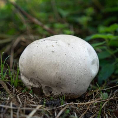 giant puffball