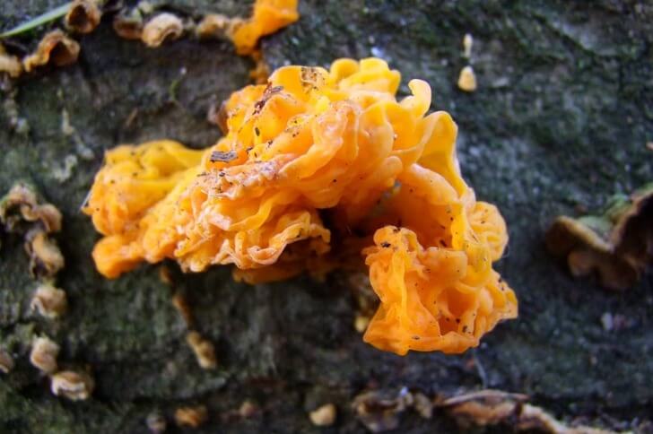 golden ear mushrooms