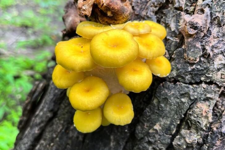 Golden Oyster Mushrooms