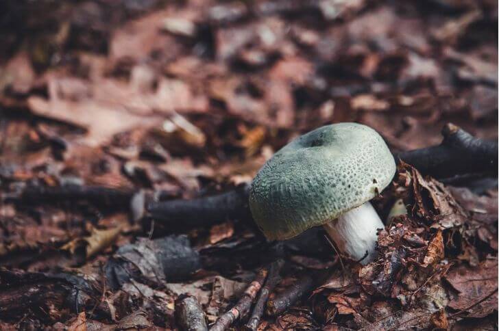 green mushrooms