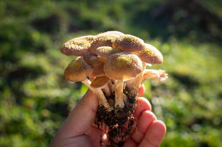 honey mushrooms