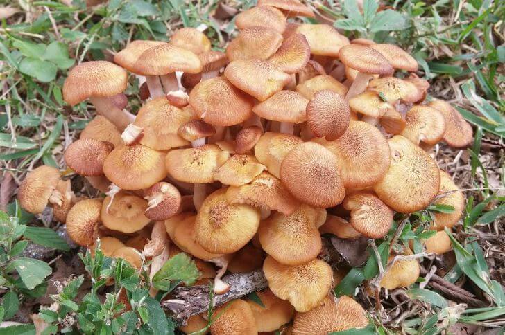 honey-mushrooms