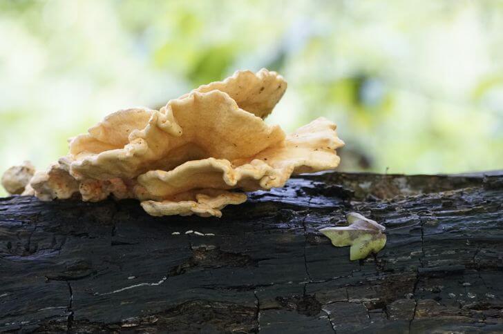 mushrooms of the midwest