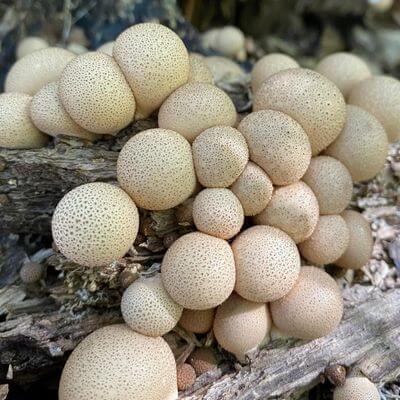 puffballs