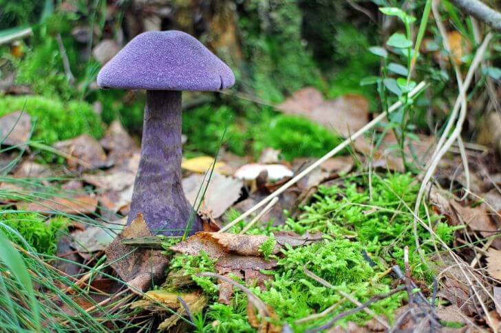 purple mushrooms