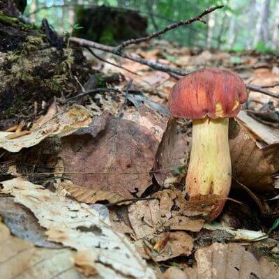 reddish brown bitter bolete