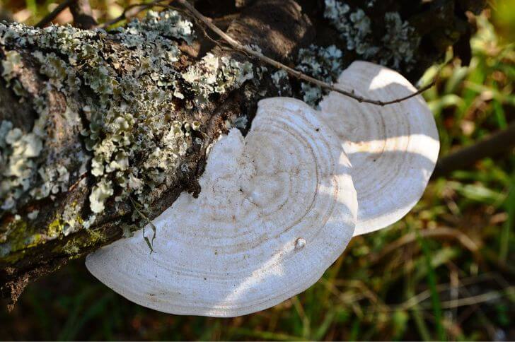 shelf mushrooms