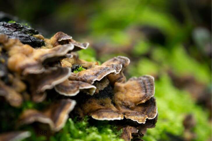 turkey tail 