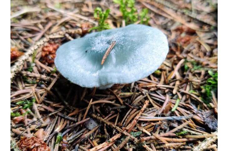 Aniseed Toadstool