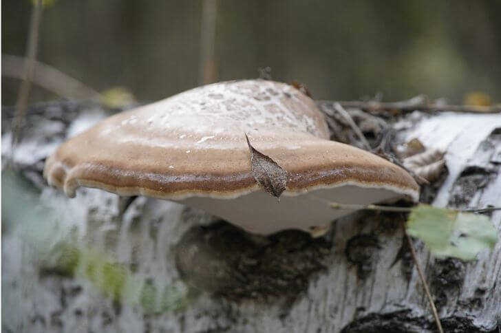 Birch Polypore 